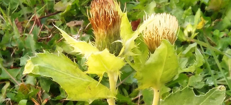 Ostrożeń warzywny Cirsium oleraceum – gatunek wskaźnikowy dla wariantu 4.4./5.4. Półnaturalne łąki wilgotne